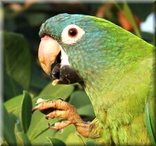 Imagen de Aratinga Acuticaudata Neoxena