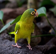 Imagen de Aratinga Canicularis Eburnirostrum