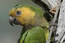 Imagen de Aratinga Pertinax Paraensis
