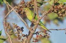 Imagen de Aratinga Pertinax Ocularis