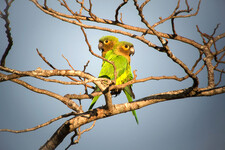 Imagen de Aratinga Pertinax Chrysophrys