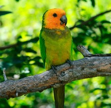 Imagen de Aratinga Pertinax Margaritensis