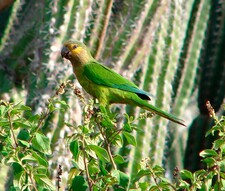 Imagen de Aratinga Pertinax Aeruginosa