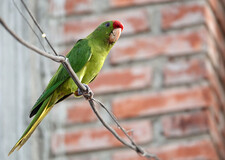 Imagen de Aratinga Wagleri Minor