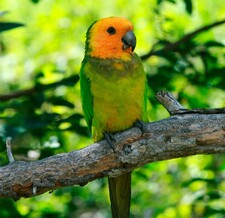 Imagen de Aratinga Pertinax Xanthogenia