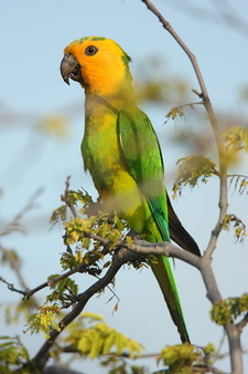 Imagen de Aratinga Pertinax Tortugensis