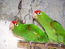 Imagen de Aratinga Wagleri Frontata
