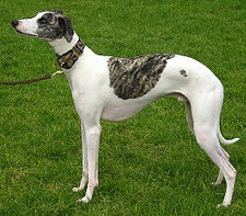 Imagen de Whippet