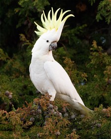 Imagen de Cacatua Galerita Eleonora