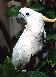 Imagen de Cacatua Galerita Tritn