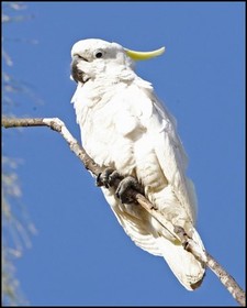 Imagen de Cacatua Galerita Fitzroyi