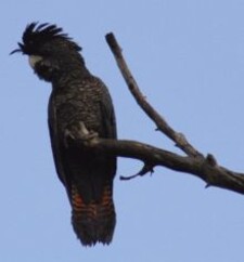 Imagen de Calyptorhynchus Banksii Naso