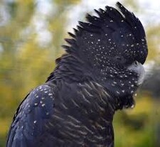 Imagen de Calyptorhynchus Banksii Graptogyne