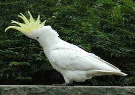 Imagen de Cacatua Galerita Queenslandica