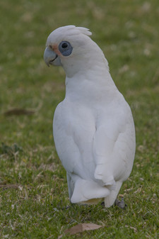Imagen de Cacatua Sangunea Gymnopis