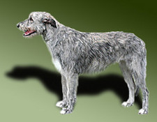 Imagen de Wolfhound Irlands