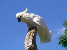 Imagen de Cacatua Sulphurea Parvula