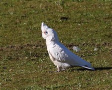 Imagen de Cacatua Sangunea Westralensis