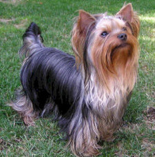 Imagen de Yorkshire terrier