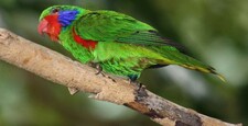 Imagen de Charmosyna Placentis Pallidor