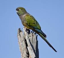 Imagen de Cyanoliseus Patagonus Andinus