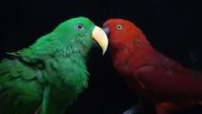 Imagen de Eclectus Roratus Riedeli