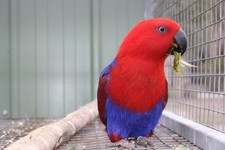 Imagen de Eclectus Roratus Polychloros