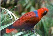 Imagen de Eclectus Roratus Macgillivrayi