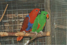 Imagen de Eclectus Roratus Aruensis