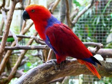 Imagen de Eclectus Roratus Biaki