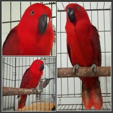 Imagen de Eclectus Roratus Cornelia