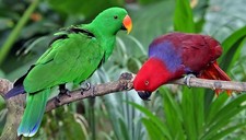 Imagen de Eclectus Roratus Solomonensis