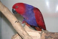 Imagen de Eclectus Roratus Vosmaeri