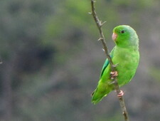 Imagen de Forpus Passerinus Cyanochlorus