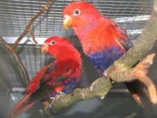 Imagen de Eos Squamata Obiensis