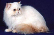 Imagen de Gato himalayo