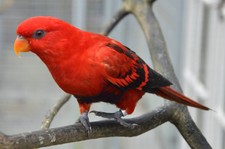 Imagen de Eos Squamata Riciniata