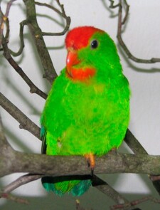 Imagen de Loriculus Philippensis Chrysonotus
