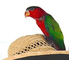 Imagen de Lorius Hypoinochrous Detvittatus