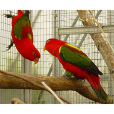 Imagen de Lorius Garrulus Morotaianus