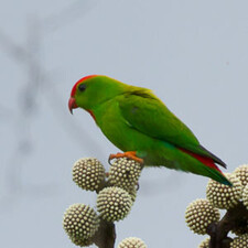 Imagen de Loriculus Philippensis Regulus