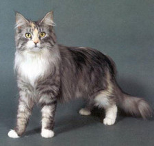 Imagen de Maine Coon