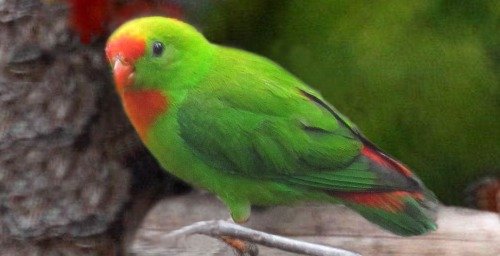 Imagen de Loriculus Philippensis Panayensis