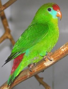 Imagen de Loriculus Philippensis Dohertyi
