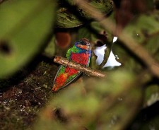Imagen de Micropsitta Bruijnii Pileata