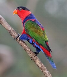 Imagen de Lorius Lory Viridicrissalis