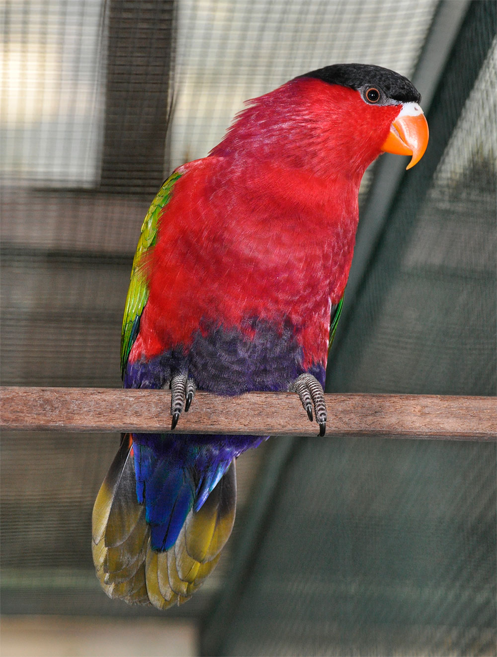Imagen de Lorius Lory Somu
