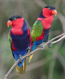 Imagen de Lorius Lory Salvadorii