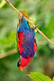 Imagen de Lorius Lory Cyanuchen