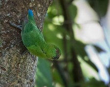 Imagen de Micropsitta Finschii Nanina